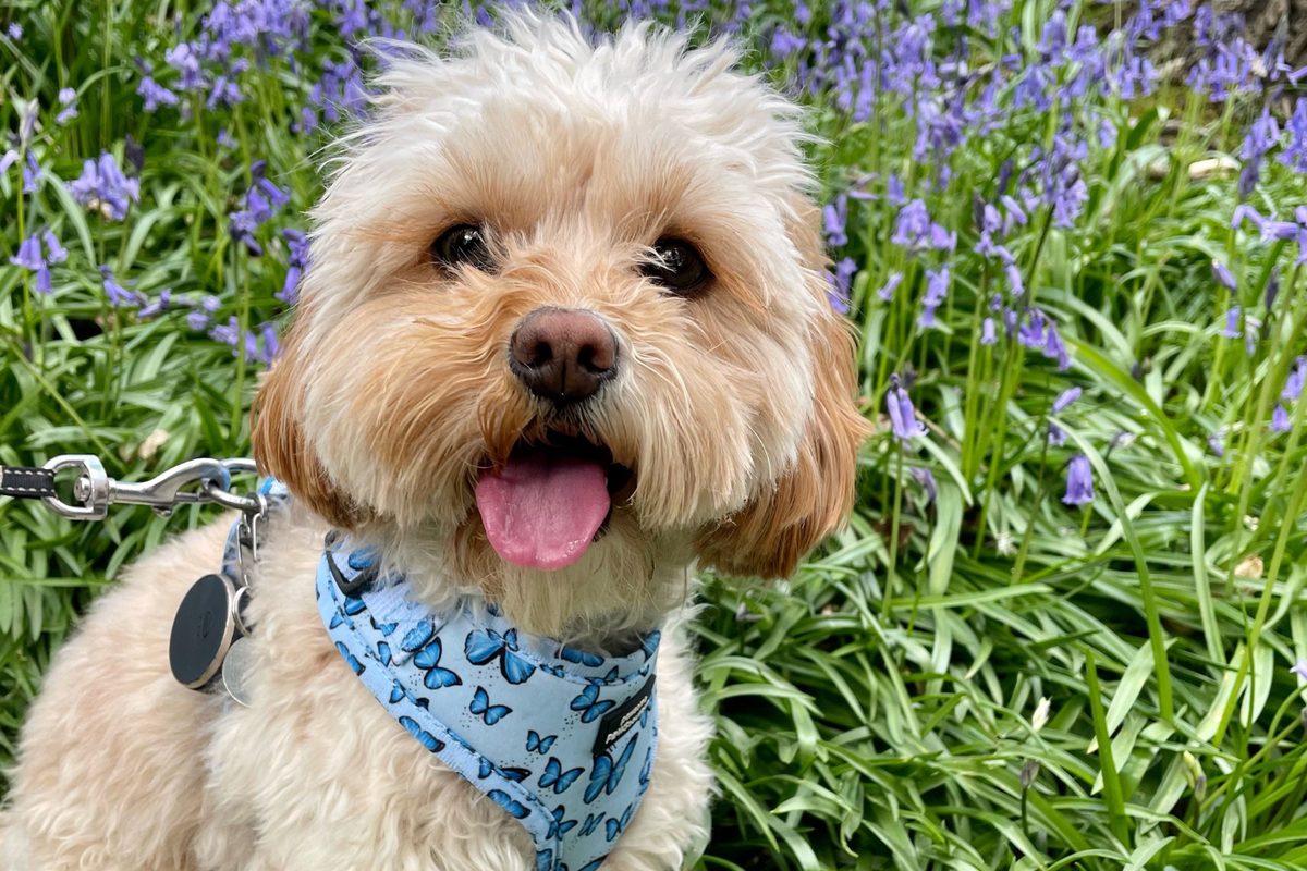 Cavapoo adulte parmi les jacinthes des bois, foulard bleu