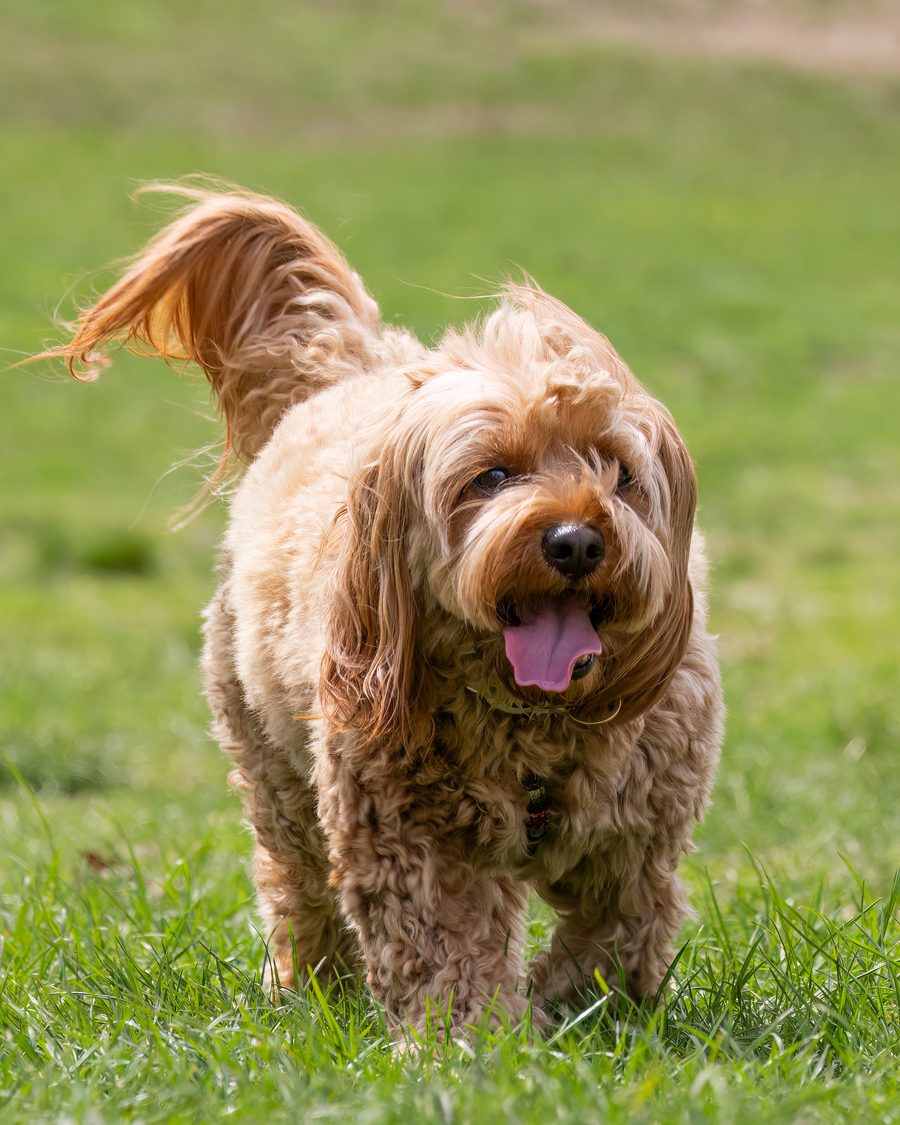 Cavapoo adulte qui marche dans l'herbe