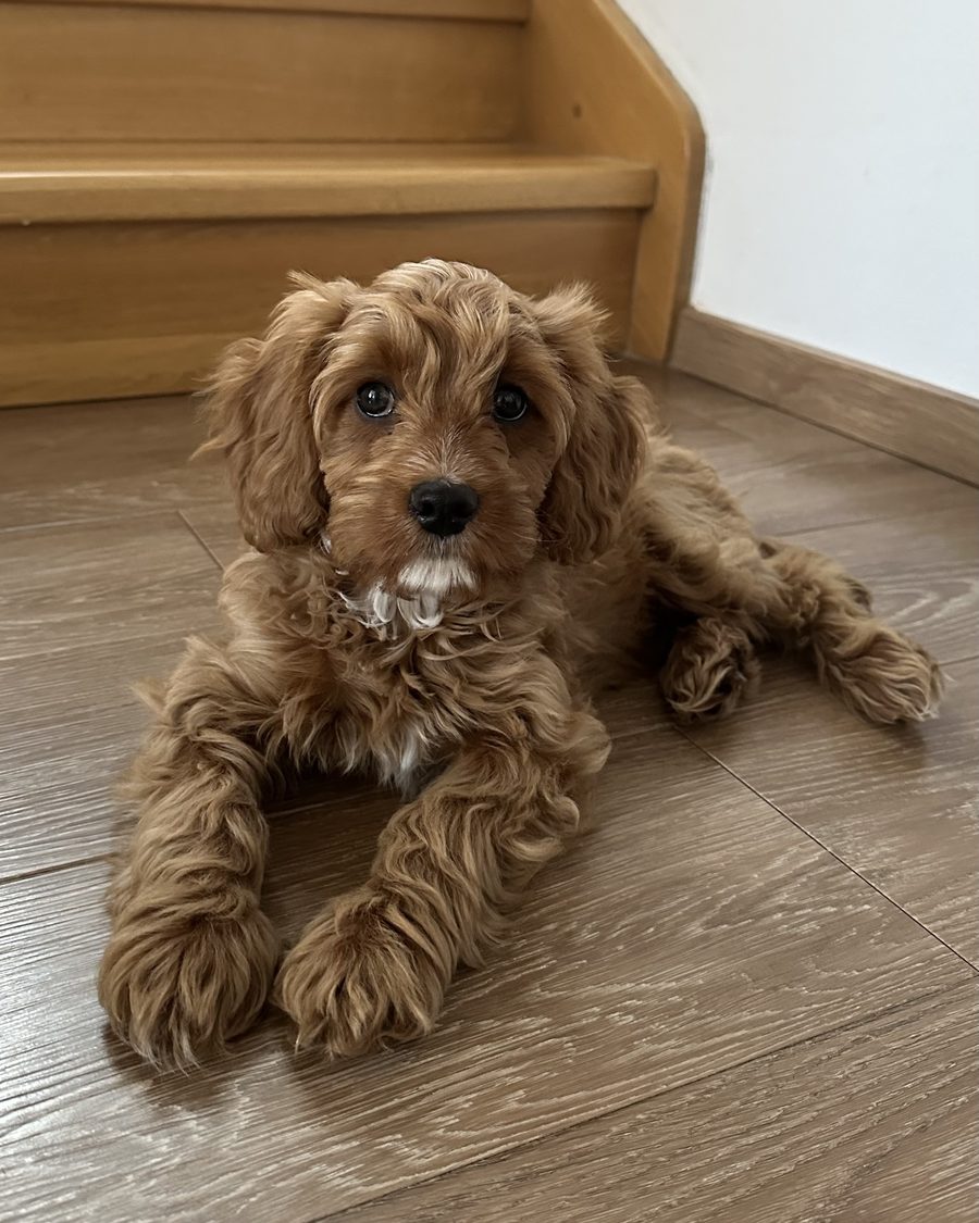 Chiot Cavapoo couché sur le plancher, dans la maison