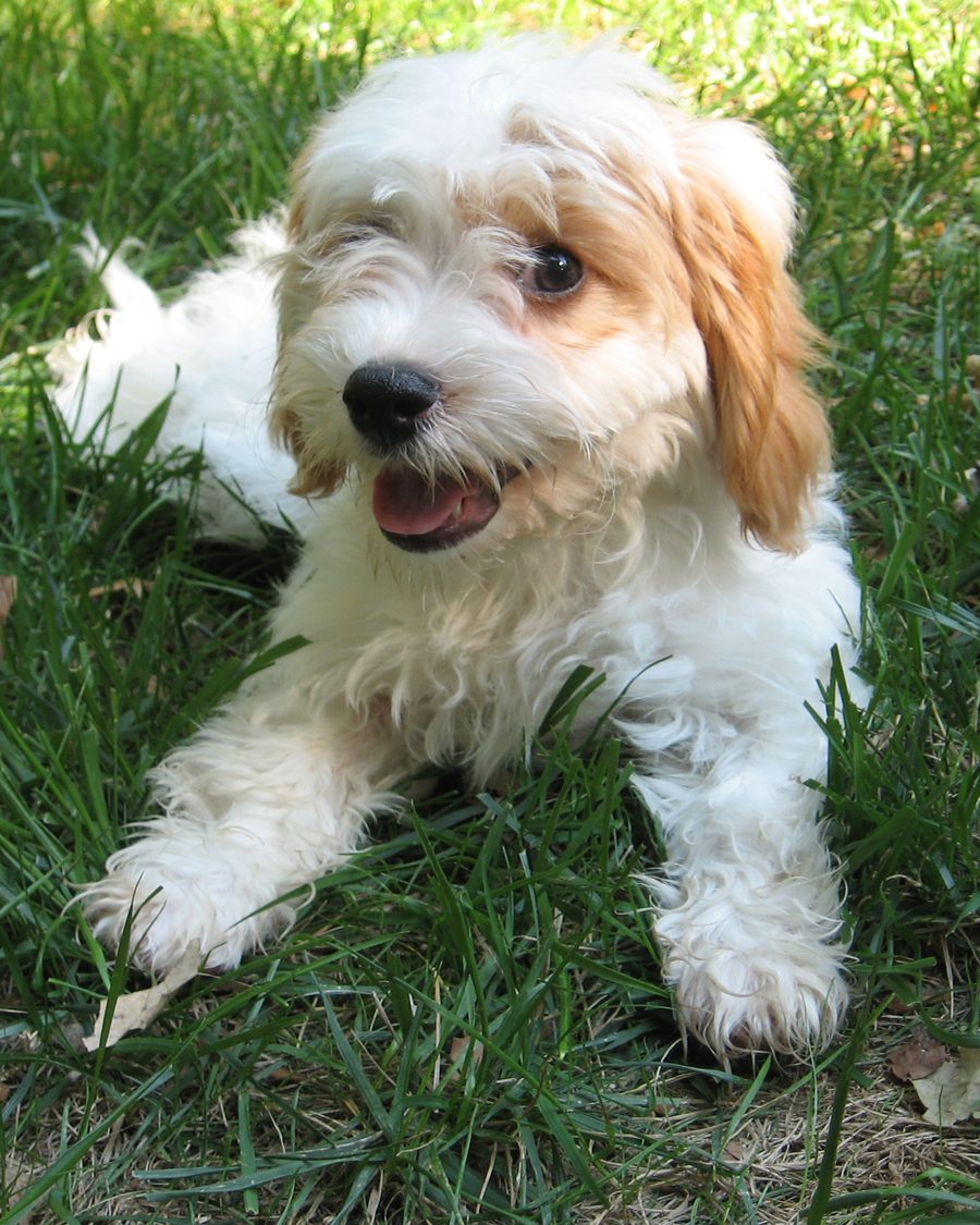 Chiot Cavapoo blenheim couché dans l'herbe