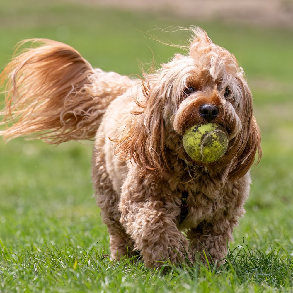 Cavapoo qui court dans l'herbe avec une balle de tennis