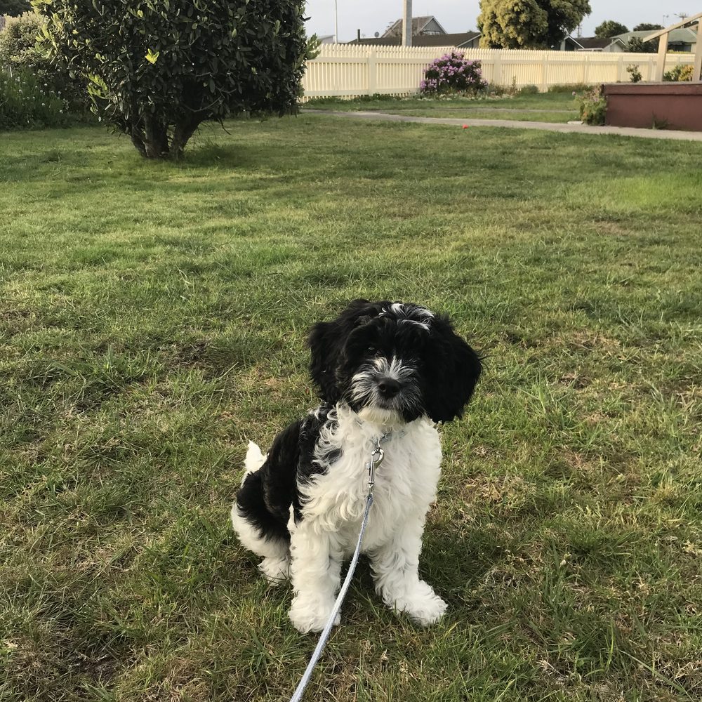 Cavapoo au pelage noir et blanc, assis dans la cour