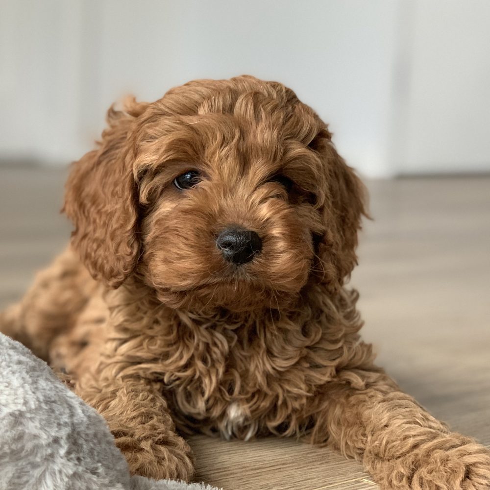 Chiot Cavapoo couché confortablement à la maison