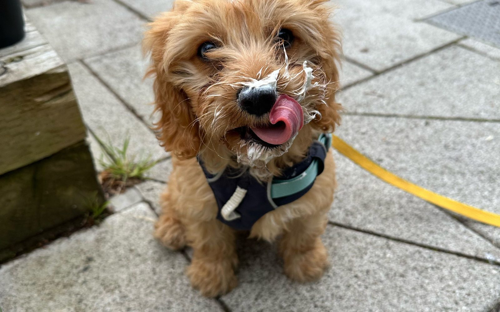 Chiot Cavapoo avec un peu de crème glacée sur le museau
