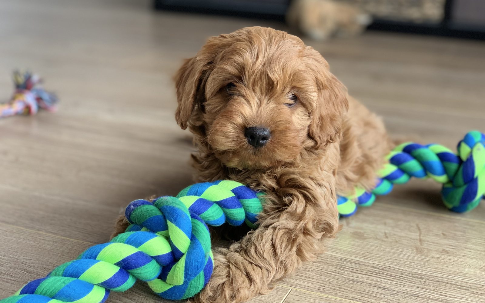 Chiot Cavapoo qui mordille une corde à jouer sur le plancher