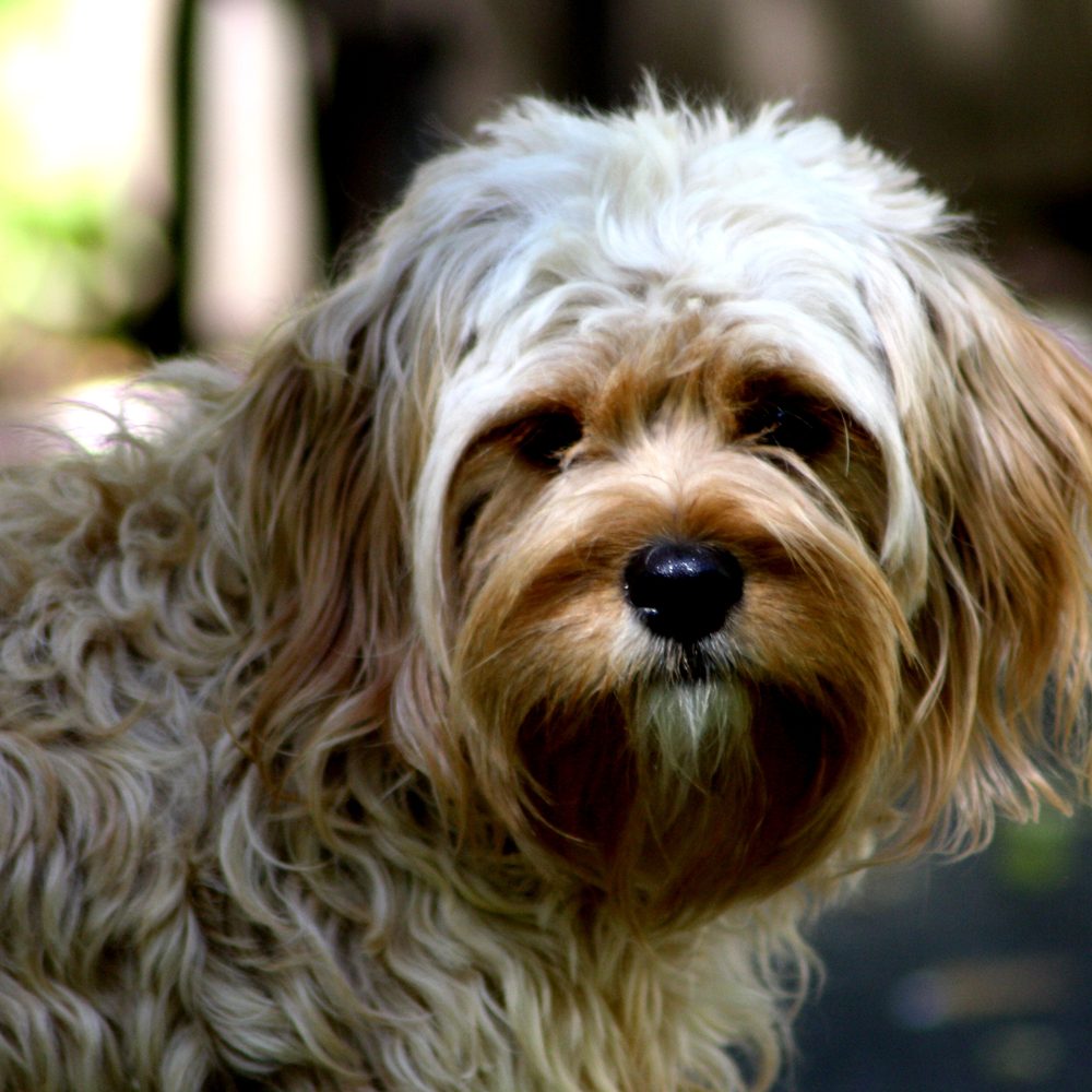 Portrait tout en douceur d'un Cavapoo, arrière-plan flou
