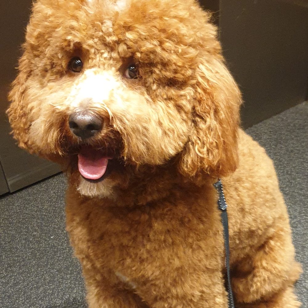 Cavapoo fraîchement toiletté, pelage abricot