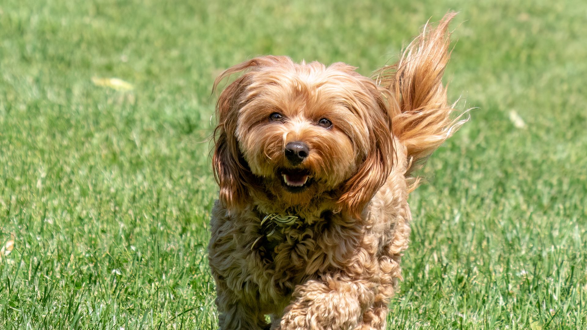 Cavapoo qui court joyeusement dans l'herbe, oreilles au vent